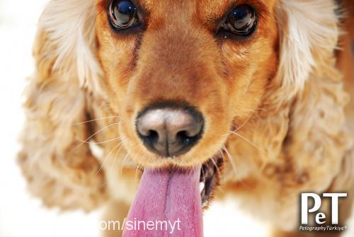 tonti Dişi İngiliz Cocker Spaniel