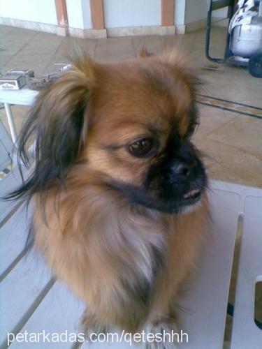 whiskey Dişi Tibetli Spaniel