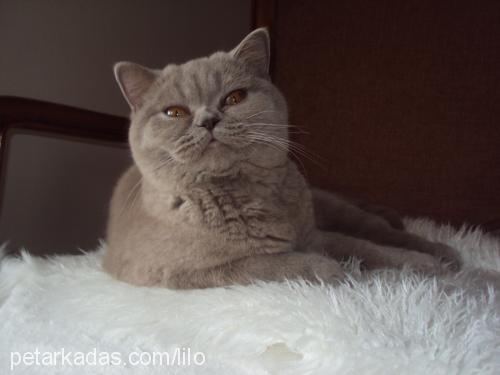 asyapearlsofsmy Dişi British Shorthair