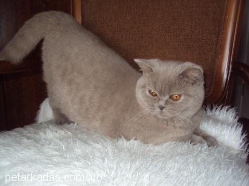 asyapearlsofsmy Dişi British Shorthair