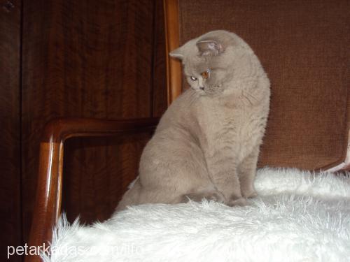 asyapearlsofsmy Dişi British Shorthair