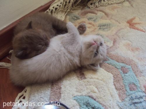 asyapearlsofsmy Dişi British Shorthair