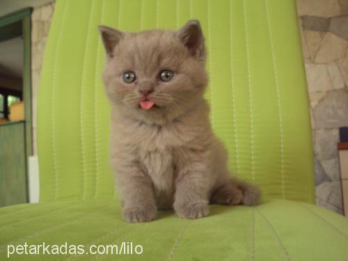 asyapearlsofsmy Dişi British Shorthair