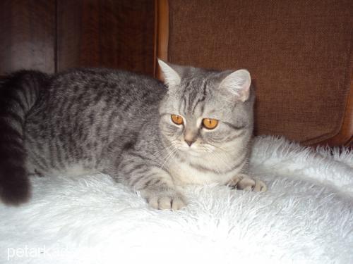 arminapearlsofs Dişi British Shorthair