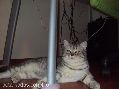 arminapearlsofs Dişi British Shorthair