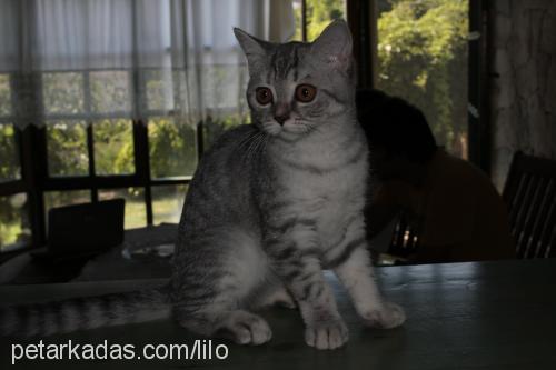 arminapearlsofs Dişi British Shorthair