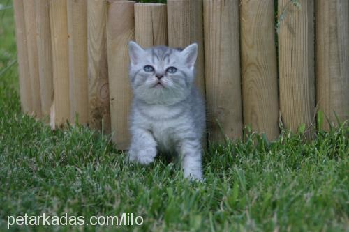 arminapearlsofs Dişi British Shorthair