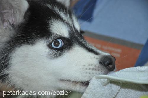 hera Dişi Sibirya Kurdu (Husky)