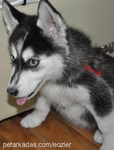 hera Dişi Sibirya Kurdu (Husky)