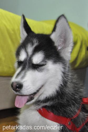 hera Dişi Sibirya Kurdu (Husky)