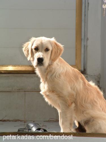 tarçın Erkek Golden Retriever