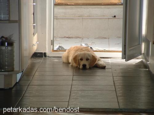 tarçın Erkek Golden Retriever