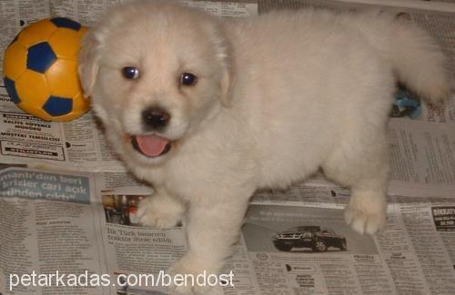 tarçın Erkek Golden Retriever