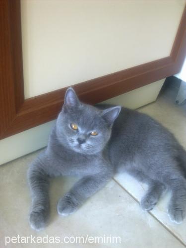 gümüş Dişi British Shorthair