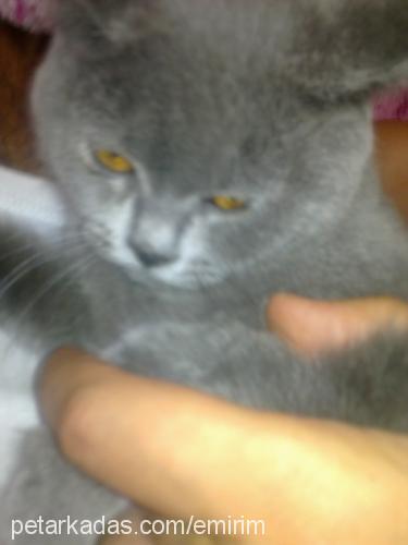 gümüş Dişi British Shorthair