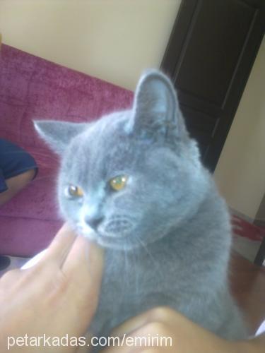 gümüş Dişi British Shorthair