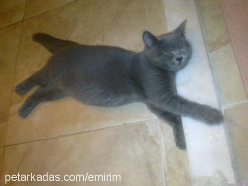 gümüş Dişi British Shorthair