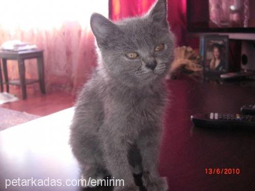 gümüş Dişi British Shorthair