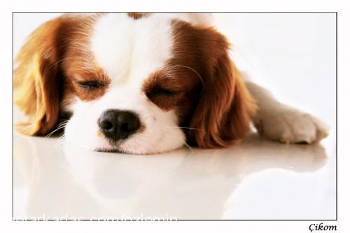 Çİkoo Erkek Cavalier King Charles Spanieli