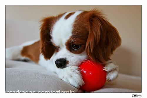 Çİkoo Erkek Cavalier King Charles Spanieli