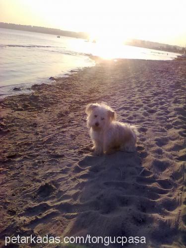 pasamm Erkek West Highland White Terrier