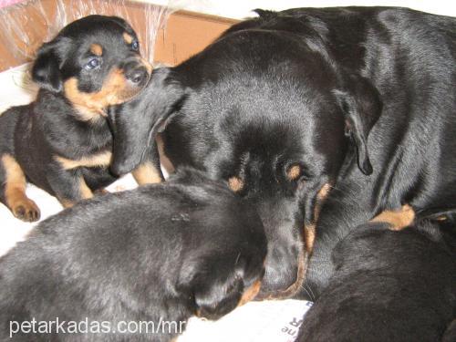 gölge Dişi Rottweiler