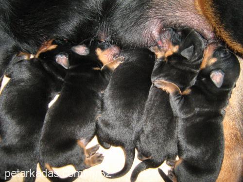 gölge Dişi Rottweiler