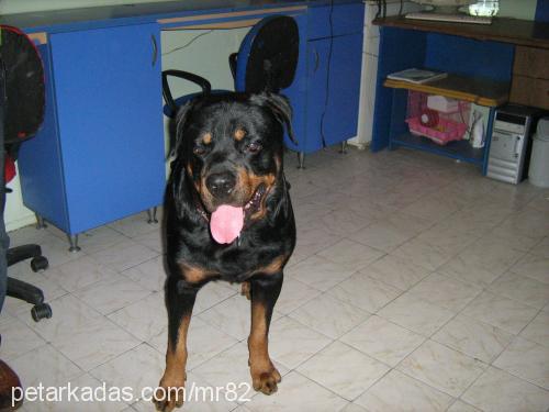 gölge Dişi Rottweiler