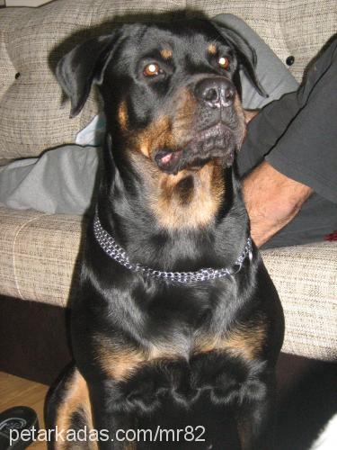 gölge Dişi Rottweiler