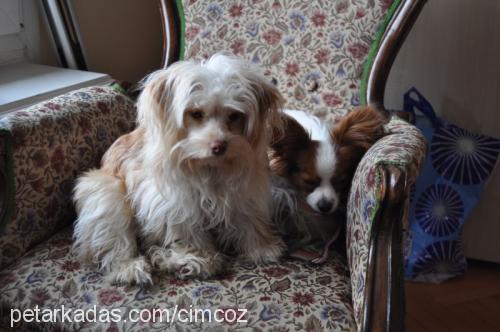 freedom Dişi Bichon Havanese