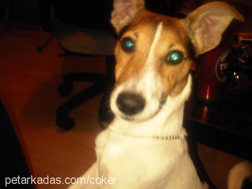 joker Erkek Jack Russell Terrier