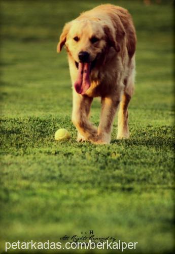 messİ Erkek Golden Retriever