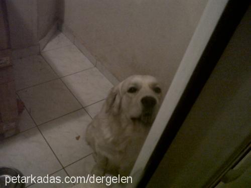 bobİ Erkek Golden Retriever