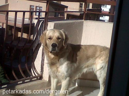 bobİ Erkek Golden Retriever