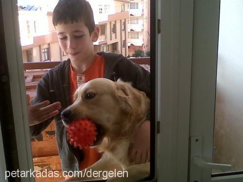 bobİ Erkek Golden Retriever