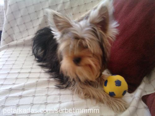 bella Dişi Yorkshire Terrier