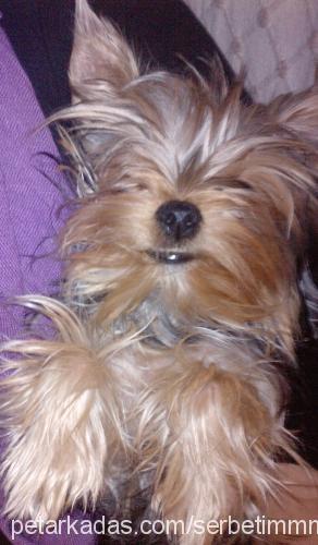 bella Dişi Yorkshire Terrier