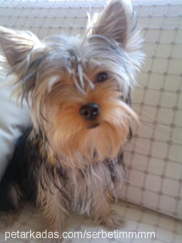 bella Dişi Yorkshire Terrier