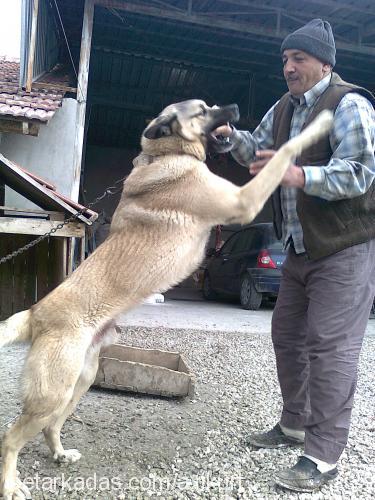 maya Dişi Sibirya Kurdu (Husky)