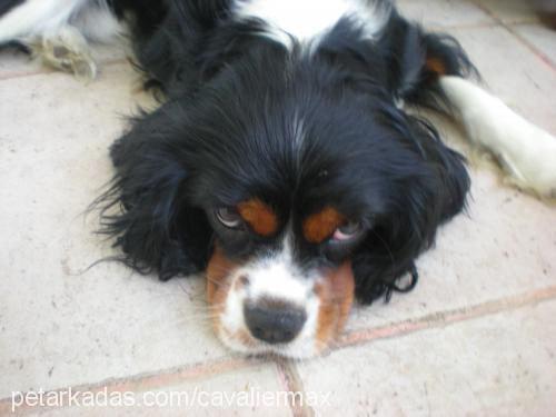 max Erkek Cavalier King Charles Spanieli