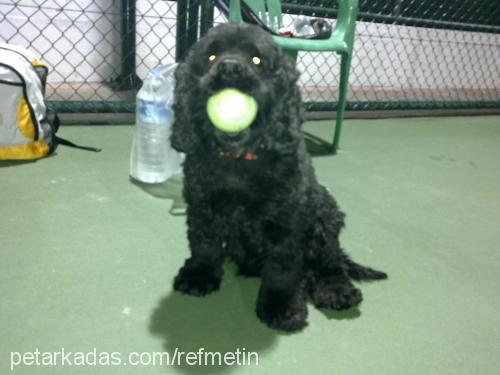 tas Dişi Amerikan Cocker Spaniel