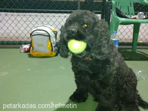 tas Dişi Amerikan Cocker Spaniel