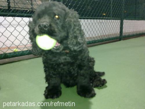 tas Dişi Amerikan Cocker Spaniel