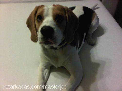 cooper Erkek Beagle