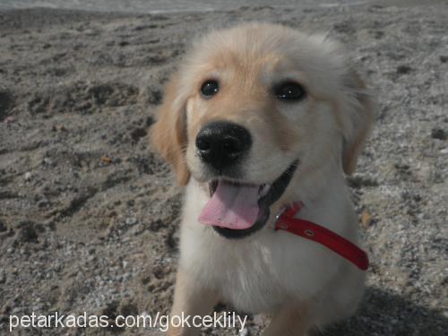 lily Dişi Golden Retriever