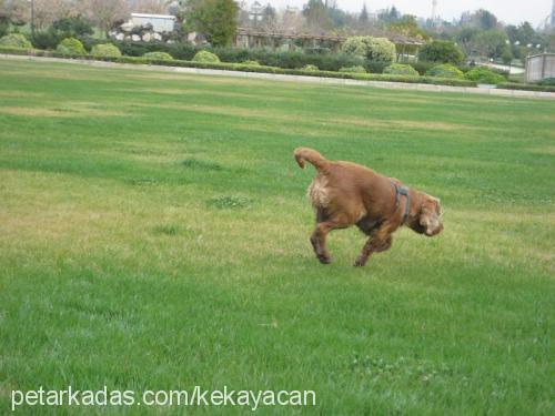 angel Dişi İngiliz Cocker Spaniel