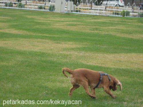 angel Dişi İngiliz Cocker Spaniel