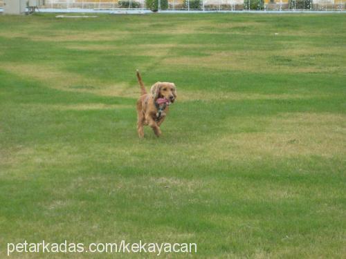 angel Dişi İngiliz Cocker Spaniel