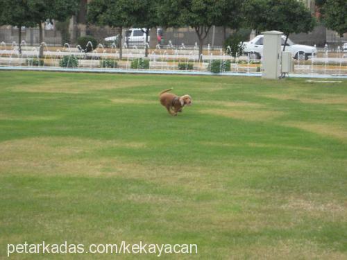 angel Dişi İngiliz Cocker Spaniel