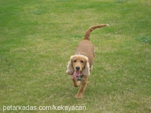 angel Dişi İngiliz Cocker Spaniel